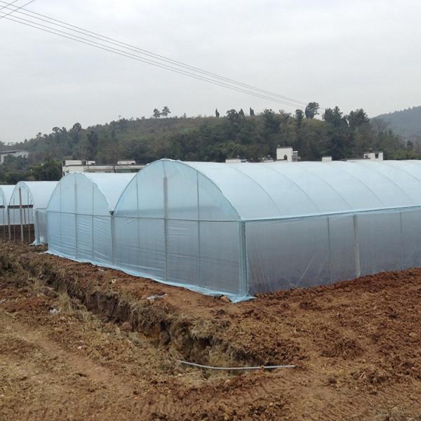 Quality Agriculture Plastic Film Multi Span Greenhouse Tomato Strawberry Hydroponic wholesale
