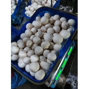 Button Mushroom / Lettuce Vacuum Coolers Customized Processing Capacity 1-10