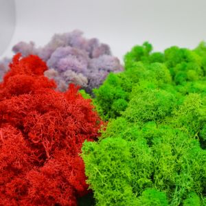 Multiple Colors Interior Decoration Preserved Green Wall With Simple Structure