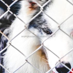 Agriculture Field Hot Dipped Galvanized Steel Wire Mesh Hinge Joint Fence for