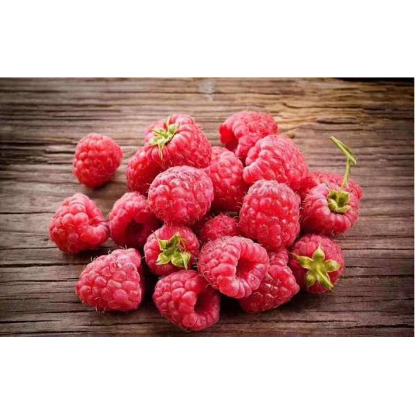Quality High Quality IQF Frozen Whole Raspberries in Bulk Carton Packed wholesale