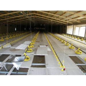 Microencapsulation Technology Poultry Feed Acidifier For Better Gastrointestinal