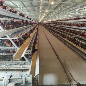 Durable 128 Birds A Type Chicken Laying Egg Cages
