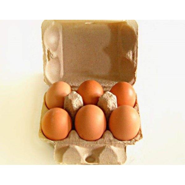 Quality Popular customized 6 holes egg carton egg tray production line egg box machine wholesale