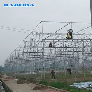 Large Size Steel Frame Multi Span Greenhouse For Tomato Vegetable Planting