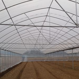 Single Layer IGreen Multispan Plastic Film Greenhouse for Shoulder Height 1.8-2
