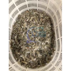 Durable 800W Shrimp Processing Plant , Automatic Shrimp Head Removal System