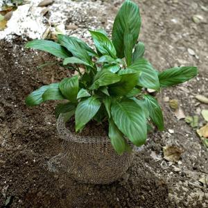Cheap Size Customized Gopher Wire Baskets , Gopher Baskets For Fruit Trees for sale