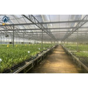 Agriculture Tomato Intergrated Multispan Horticulture Greenhouse With Metal