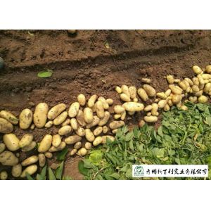 Delicious Fresh Potato Can Used As A Vegetable Or As A Staple Food