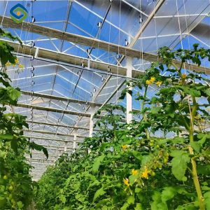 Commercial Tomato Growing Greenhouse Customized Size Rust Resistant