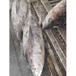 Tongzhonghe Seafrozen Whole Yellowfin Tuna 20kg up For Canned