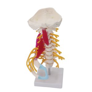 Cervical Spine Anatomical Skeleton Model For Study Display Teaching