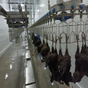 3400KG Halal Poultry Slaughterhouse Equipment Turkey Duck Broiler Chicken