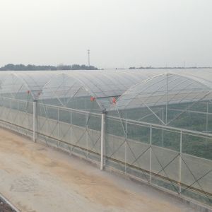 Durable Tomato Greenhouse Agriculture Plastic Film with Cooling and Heating Features