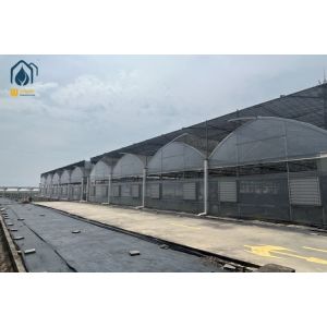 China Plastic Multi Span Lettuce Greenhouse For Leafy Greens Cultivation on sale