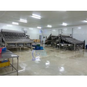 automatic fish grading machine sorting machine fish size grading machine