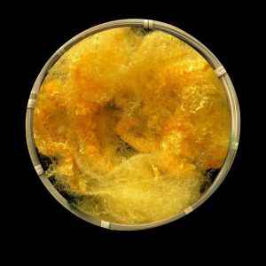 Cheap 1.67Detx × 38mm Dope Dyed PSF Fiber Semi Dull / Full Dull / Bright Pattern Optional for sale