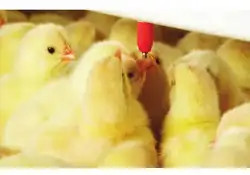 A complete set of waterline feeding line and automatic breeding equipment for