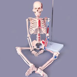 Human simulation PVC skeleton model 180cm on medical anatomy model