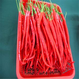 Authentic Chili Peppers Erjingtiao Dried Chilis with 8-12% Moisture and Air
