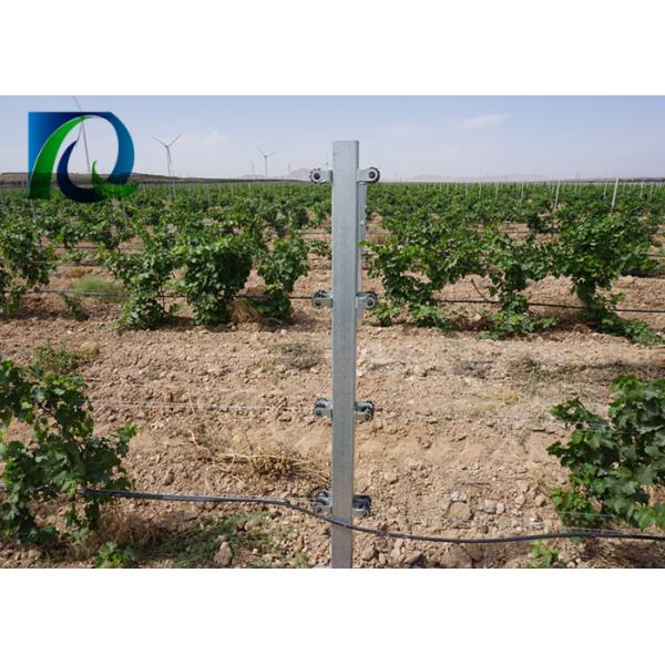 Metal Vine Plants Vineyard End Posts With C Type Provide Full Accessories