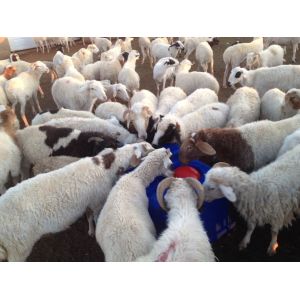 Plastic Thermo Four Hole Drinking Trough 1.5m For Sheep