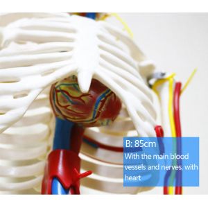 85CM Full Body Skeleton Anatomy With Nerves And Blood Vessels VIC-102B
