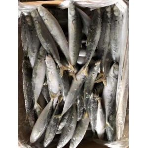 IFS 80-90 BQF Frozen Muroaji Fish For Bait