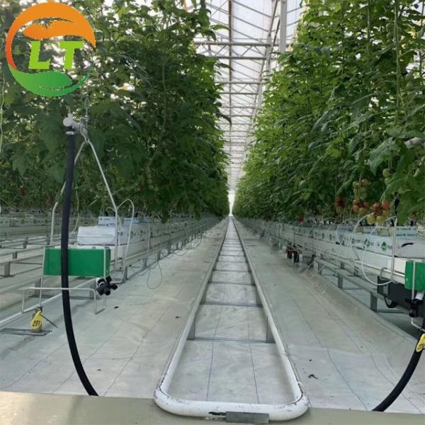 Quality 8m Transparent Glass Solar Greenhouse For Efficiently Produce Tomatoes wholesale