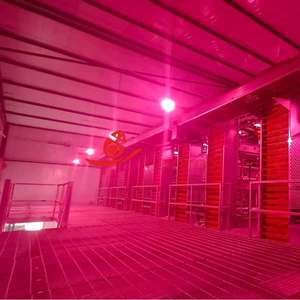 Quality CE Sustainable Layer Chicken Cage System for Algerian Farms wholesale