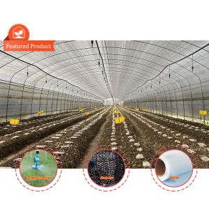 Hot Dip Galvanized Steel Pipe Industrial Insect Net Mushroom Farming Greenhouse