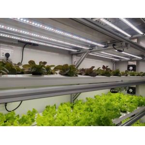40hq Reefer Container Greenhouse for Leafy Vegetables Optimal Growing Environmen
