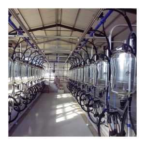 SS304 Herringbone Milking Hall PVC pipeline Parallel Milking Parlor