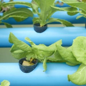 Multi-Span Greenhouse with Hydroponics and Steel Structure The Perfect