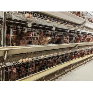 A Type Battery Egg Layer Chicken Cages 4 Tiers Automatic Chicken Farm Equipment