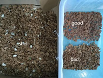 China Intelligent Almond Apricot Color Sorter Nuts Color Sorting Machine