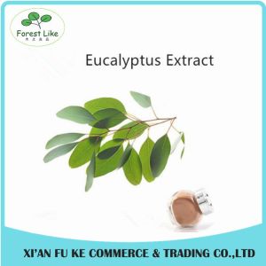 Pure Natural Eucalyptus Leaf Extract Powder 10:1 20:1