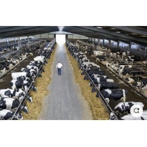 Weld Steel Structure Cow Shed Construction , Temporary Livestock Shelter
