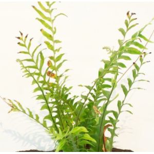 Fire Proof 150cm Height Artificial Drynaria Tree Real Wooden Trunk