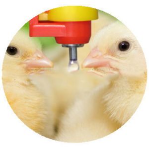 Yellow Poultry Auto Drinker System Broiler Nipple Drinker With Cup