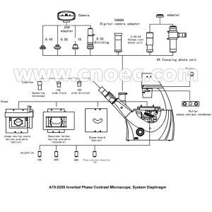 Trinocular LWD Objective Bright Field Inverted Phase Contrast Microscope 3W LED