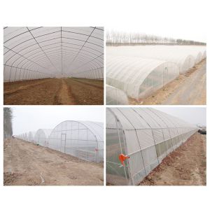 Single-Span Agricultural Greenhouses Solution for Growing Produce