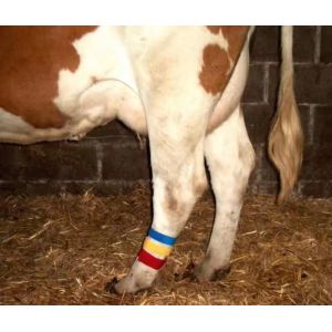Cow Lag Hook Loop Velcro Band with Self Gripping Design and Various Color
