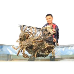 Cheap 18 Months Life Stage Fish Flavor Poultry Feed Additives 25kg Paking for sale