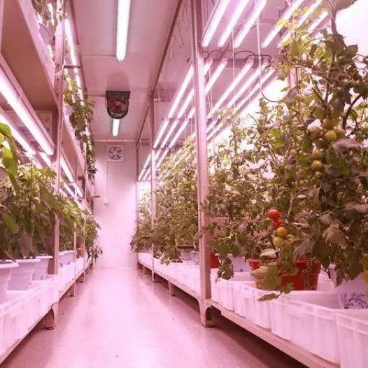 Quality Shipping Container Vertical Farming Commercial Greenhouse with Hydroponics Innovation wholesale