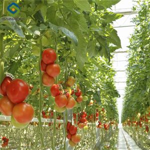 Commercial Tomato Growing Greenhouse Customized Size Rust Resistant