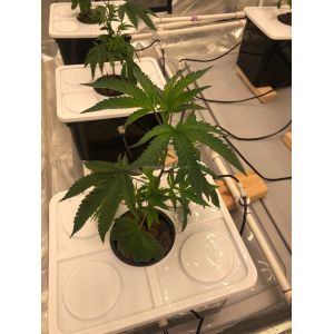 Professional 2ft*16ft Marijuana Hydroponic Growing Equipment For Hdb Corridor