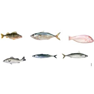 Capacity 5-10T/H Fish Automatic Sorting Machine, Sizing Small Fish And Grading