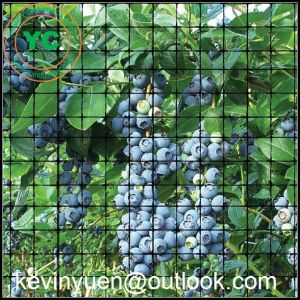 Cheap NETTING FOR FRUIT VEGETABLE PLANTS GARDEN TREES ANTI BIRD PEST CONTROL NET for sale